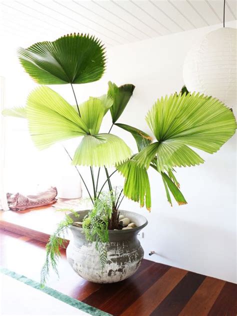 室內觀花植物|10種室內大型植物推薦！耐陰好養、風水招財，沒陽光。